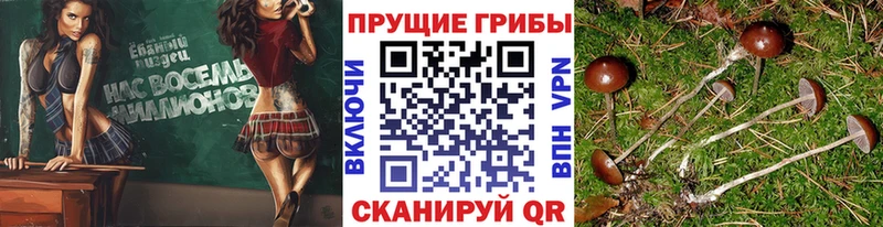 Псилоцибиновые грибы мицелий  Печоры 